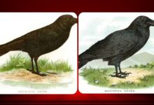 تفاوت «غراب» (Raven) و «کلاغ» (Crow) چیست؟