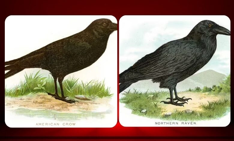 تفاوت «غراب» (Raven) و «کلاغ» (Crow) چیست؟